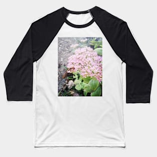 Stonecrop - Hylotelephium spectabile Baseball T-Shirt